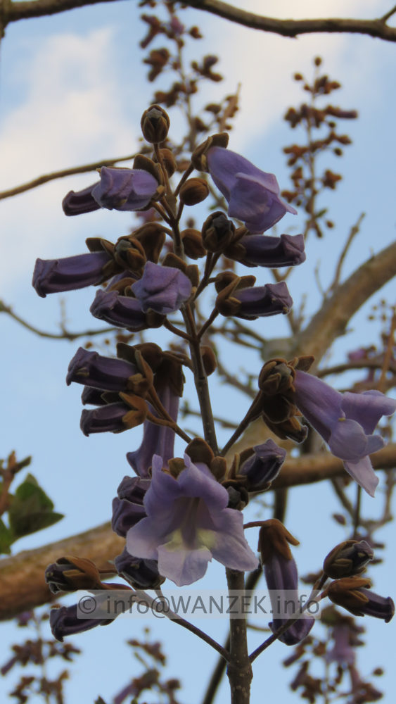 Paulownia tomentosa 009 Bluete nah knospig.JPG